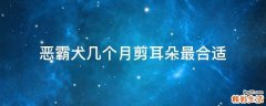 恶霸犬几个月剪耳朵最合适
