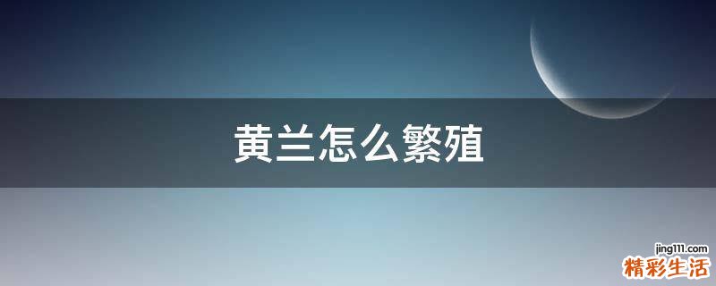黄兰怎么繁殖
