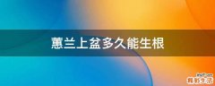 蕙兰上盆多久能生根