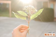 参花消渴茶有用吗