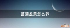 菖蒲盆景怎么養(yǎng)
