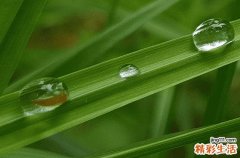 今日谷雨走心文案 今日谷雨发朋友圈的说说