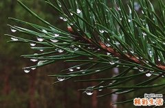 经典谷雨时节暖心句子 谷雨时节走心文案