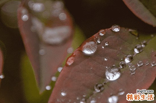 谷雨时节文案干净治愈简短