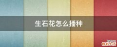 生石花怎么播种