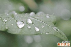 沙漠蝗蟲能吃嗎 沙漠蝗蟲的繁殖能力