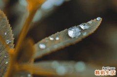 鮑魚是不是真正的魚 如何選擇鮑魚