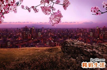 杏鲍菇的11种美味做法