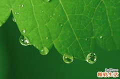 夜来香适合长期放在卧室吗 夜来香的种植方法