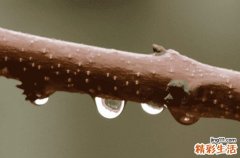 國槐適合種在什么地方 國槐適合的生長環(huán)境