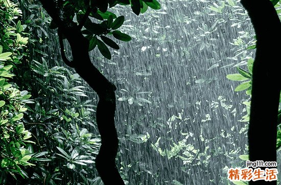 草方格为什么能固沙 哪些植物能防沙治沙