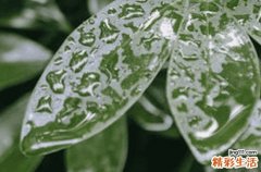 丝棉木是落叶还是常绿树 丝棉木栽培技术