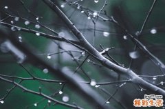 经济林木有哪些树种 北方最赚钱的经济林