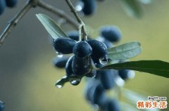 丝棉木可以防风固沙吗 丝棉木播种繁殖方法