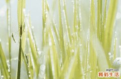 沙柳适合种在沙漠吗 沙柳的生长环境