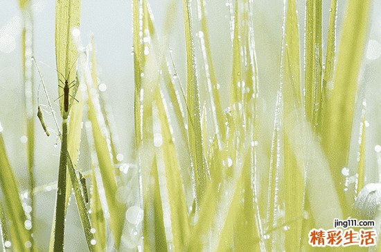 沙柳适合种在沙漠吗 沙柳的生长环境