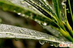 沙柳是什么植物 沙柳的应用前景