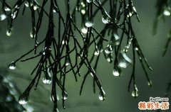 防风固沙的树都有哪些 防风治沙的意义