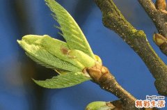 速生树多久可以成材 世界上最古老的树种