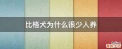 比格犬为什么很少人养