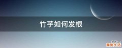 竹芋如何发根