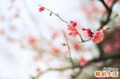 麻桂酒