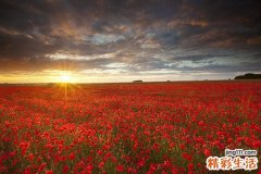 3 美食助你熬夜抗衰