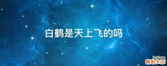 白鹤是天上飞的吗