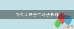 怎么让君子兰叶子长齐