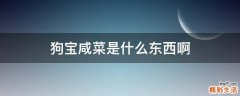 狗宝咸菜是什么东西啊