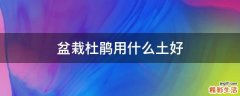 盆栽杜鹃用什么土好