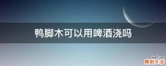 鸭脚木可以用啤酒浇吗