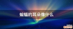 蝙蝠的耳朵像什么