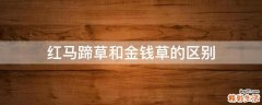 红马蹄草和金钱草的区别