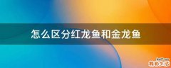怎么区分红龙鱼和金龙鱼