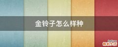 金铃子怎么样种
