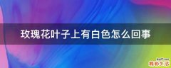 玫瑰花叶子上有白色怎么回事