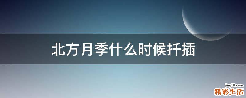 北方月季什么时候扦插