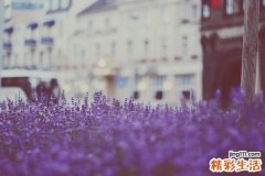 吃桃子到底该不该削皮