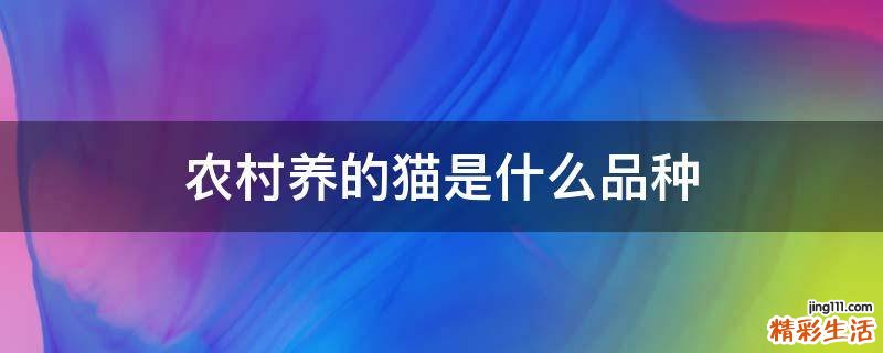 农村养的猫是什么品种