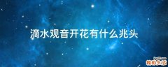 滴水观音开花有什么兆头