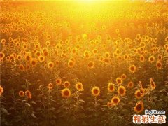 重阳节老人伙食注意事项