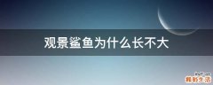 观景鲨鱼为什么长不大