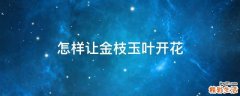 怎样让金枝玉叶开花