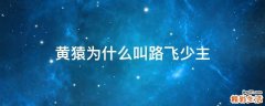 黄猿为什么叫路飞少主