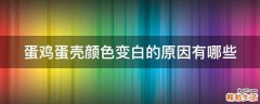 蛋雞蛋殼顏色變白的原因有哪些