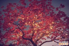 春季吃什么降火