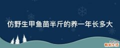 仿野生甲鱼苗半斤的养一年长多大