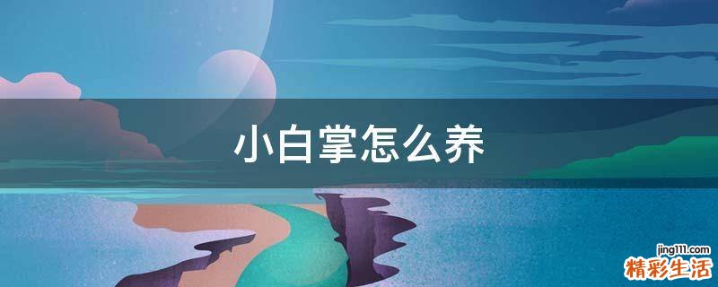 小白掌怎么养