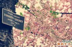 竹芋的药用价值_竹芋的副作用